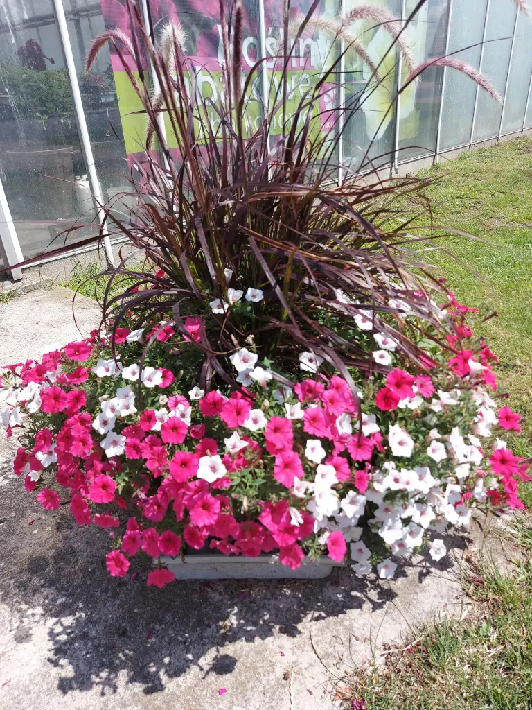 Supertunia3.webp