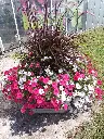 Supertunia3.webp