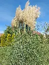 Trawa pampasowa_(2).webp