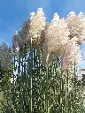Trawa pampasowa_(3).webp