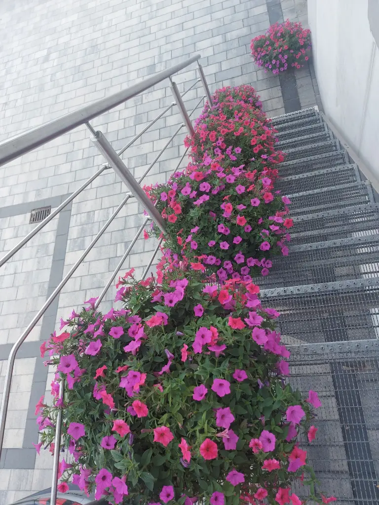Supertunia1.webp