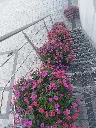 Supertunia1.webp