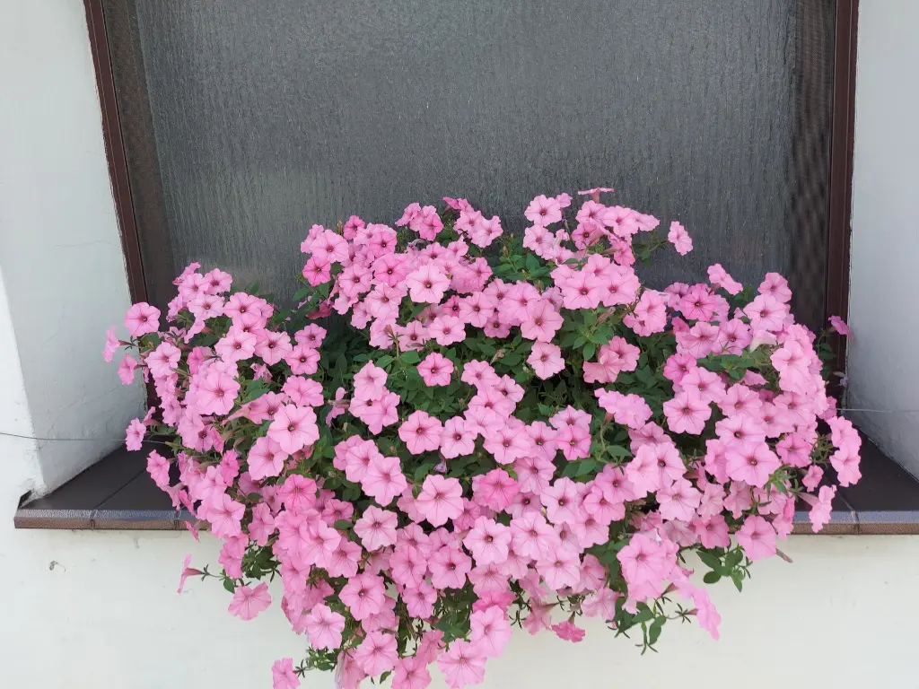 Supertunia2.webp