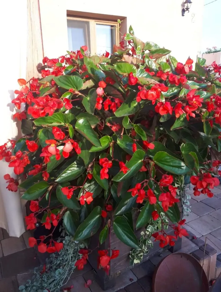 Begonia dragon1.webp