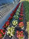Begonia semperflorens1.webp