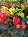 Begonia solenia2.webp