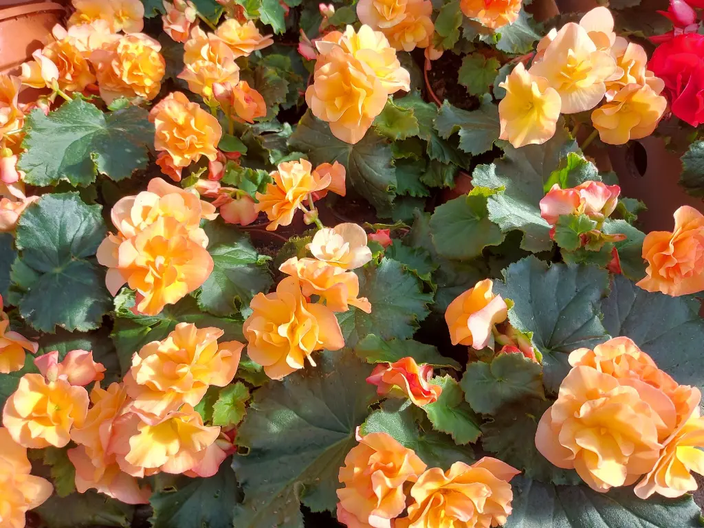 Begonia solenia1.webp
