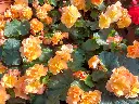 Begonia solenia1.webp