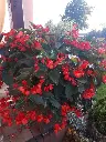 Begonia dragon