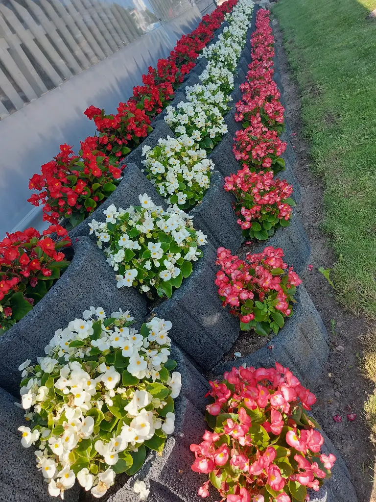 Begonia semperflorens
