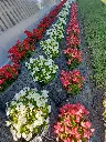 Begonia semperflorens