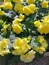 Begonia solenia