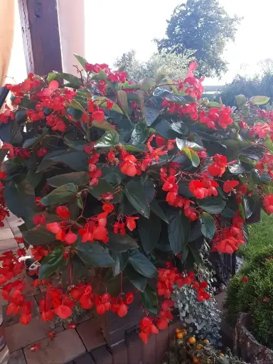 Begonia dragon