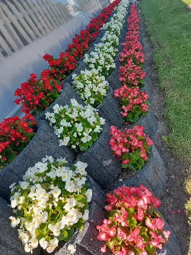 Begonia semperflorens