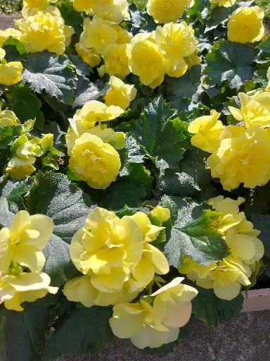 Begonia solenia