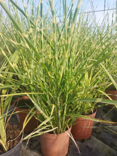 Trawa zebrinus