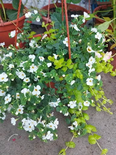 Bacopa