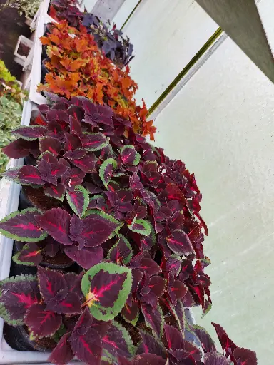 Coleus
