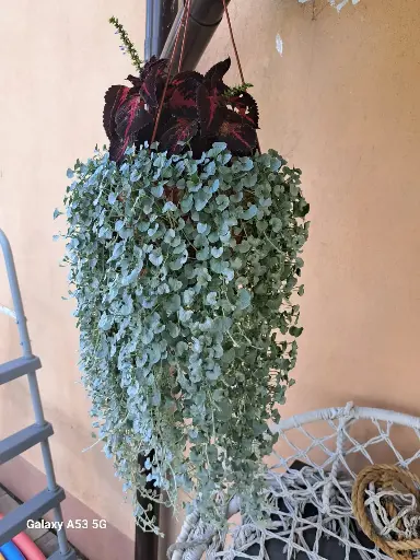 Dichondra