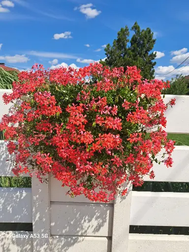 Pelargonia zwisająca pojedyńcza