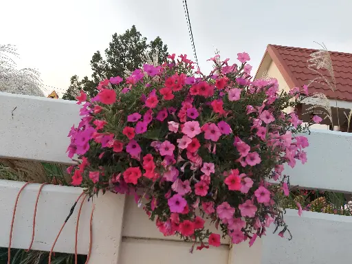 Supertunia